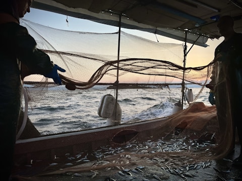 The image displays a fishing scene at sea, with two individuals handling a net filled with a substantial catch of fish. The net is spread out, visibly stretched between the people as the backdrop of the open ocean and a subtle sunset creates a contrasting silhouette.