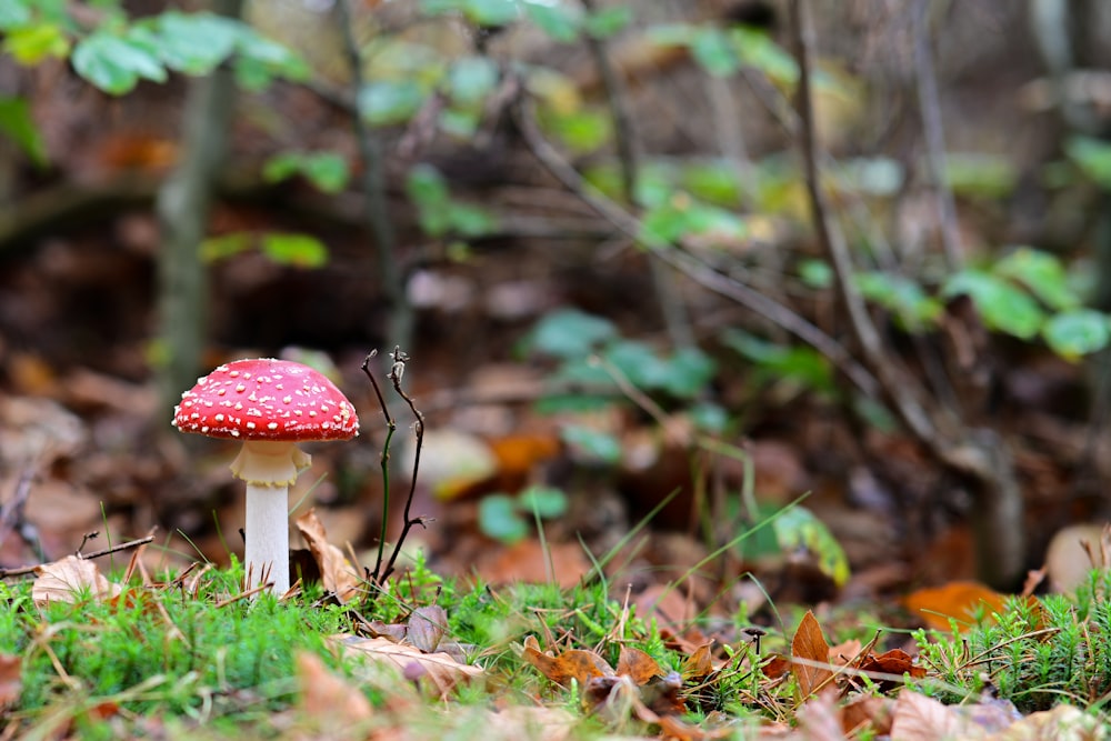a red mushroom in the woods