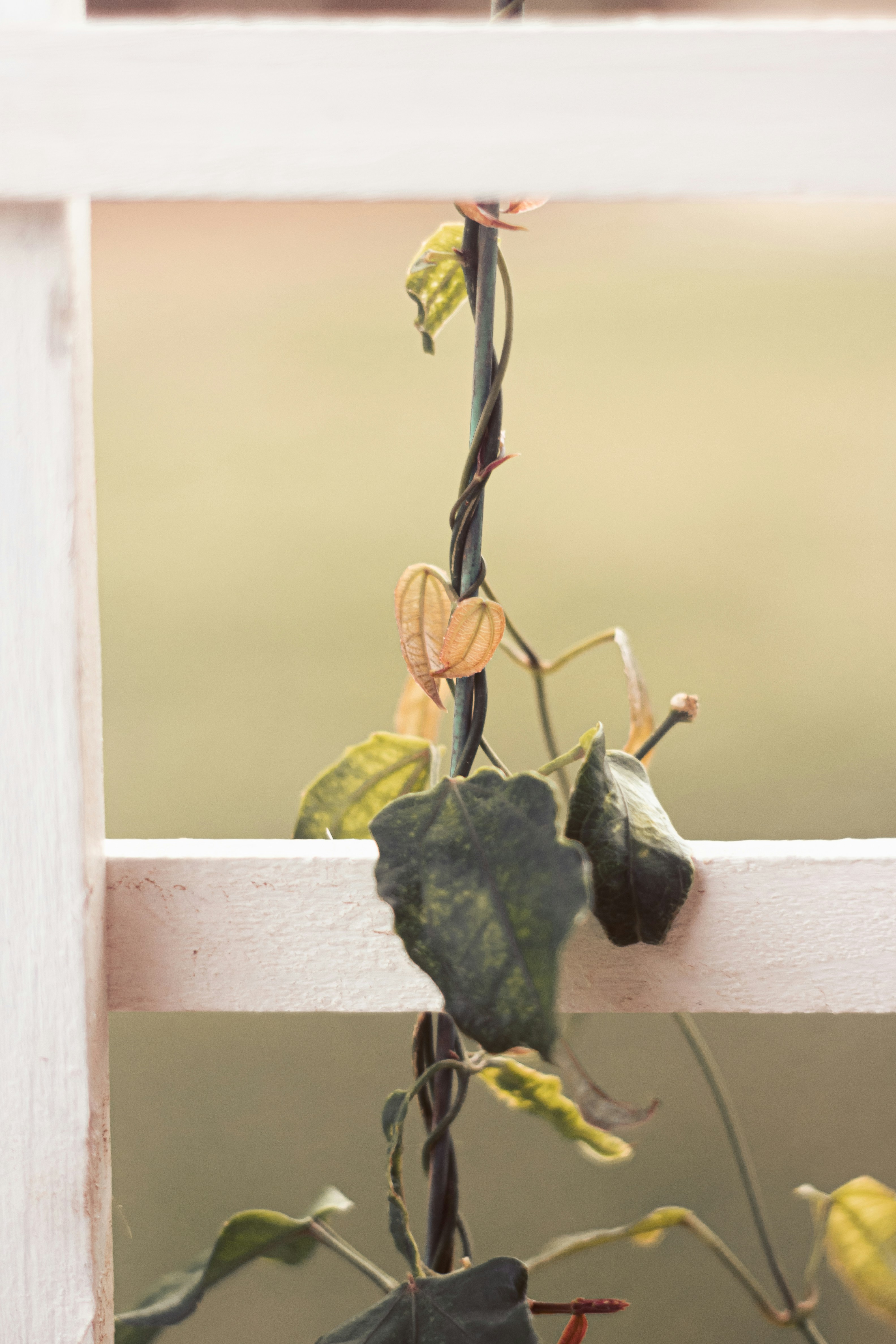 a plant with leaves