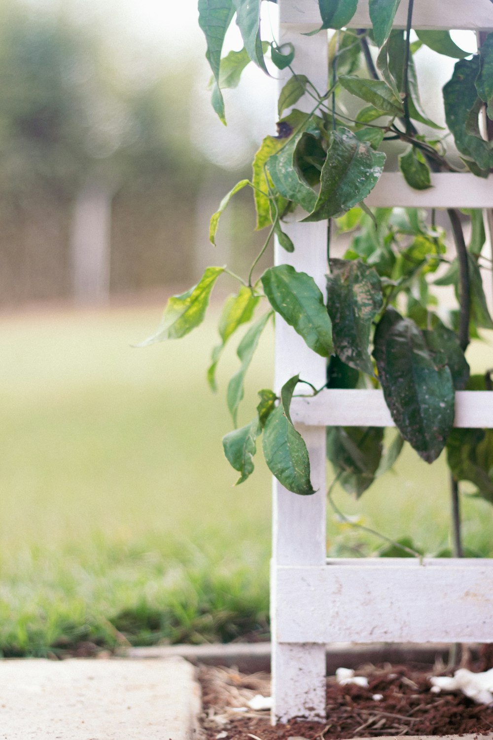 a plant growing on a fence