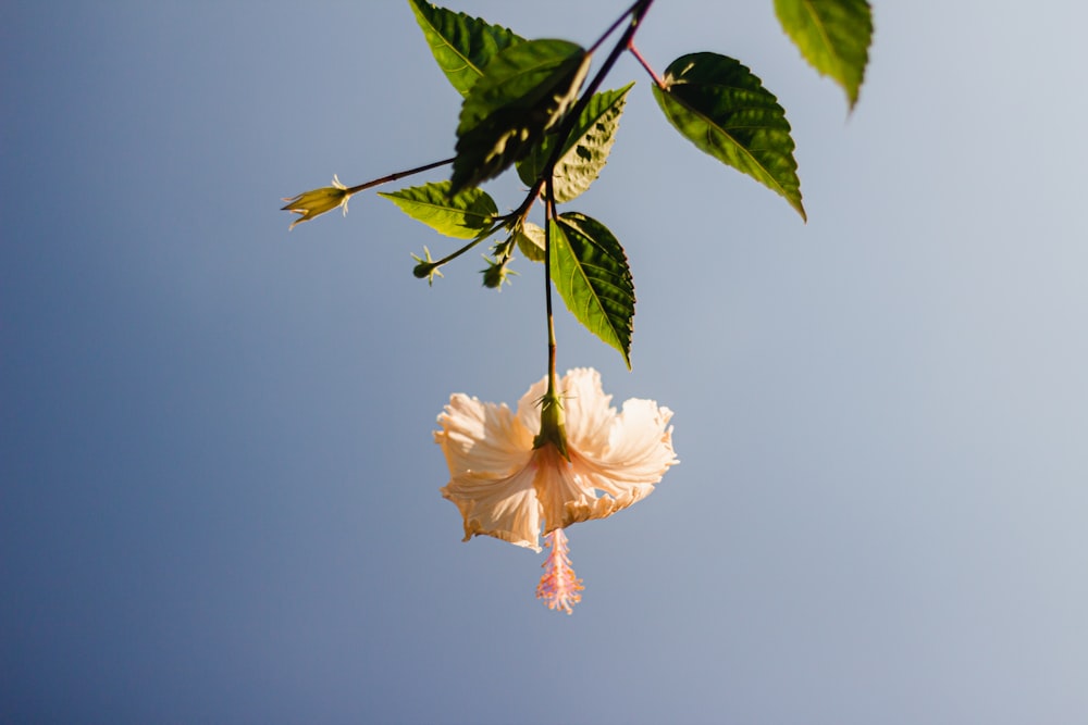 a flower on a branch