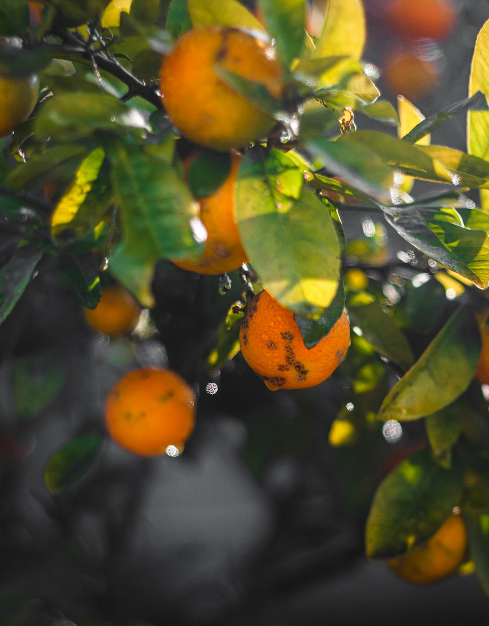 oranges growing on a tree