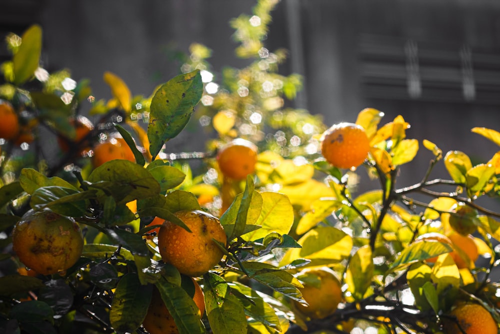 a tree with oranges