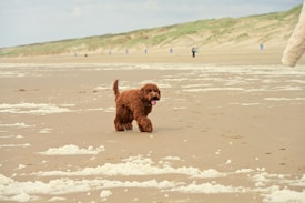 A fluffy brown dog joyfully running along a sandy beach, leaving small paw prints behind. The beach is vast and open, with grassy dunes in the background and a couple of people walking in the distance. The sky is partly cloudy, creating a serene and relaxed atmosphere.