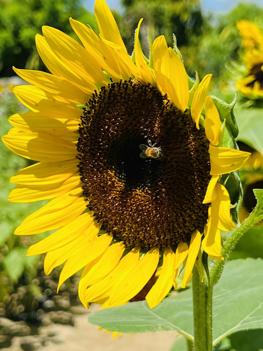 a sunflower with a large center