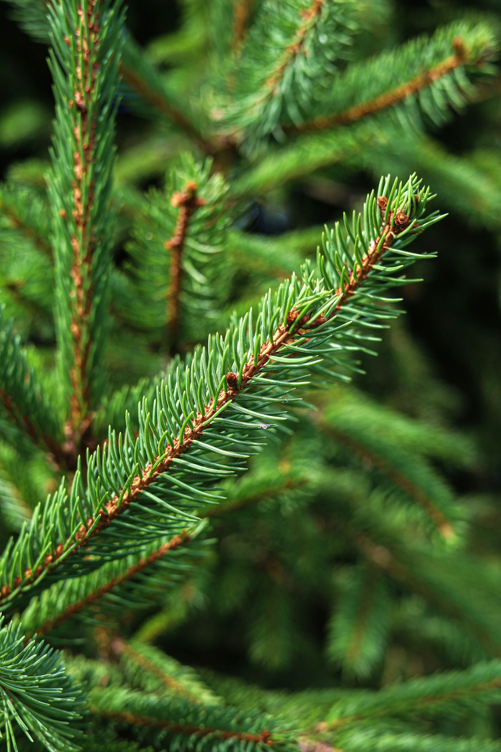 close-up of a pine tree