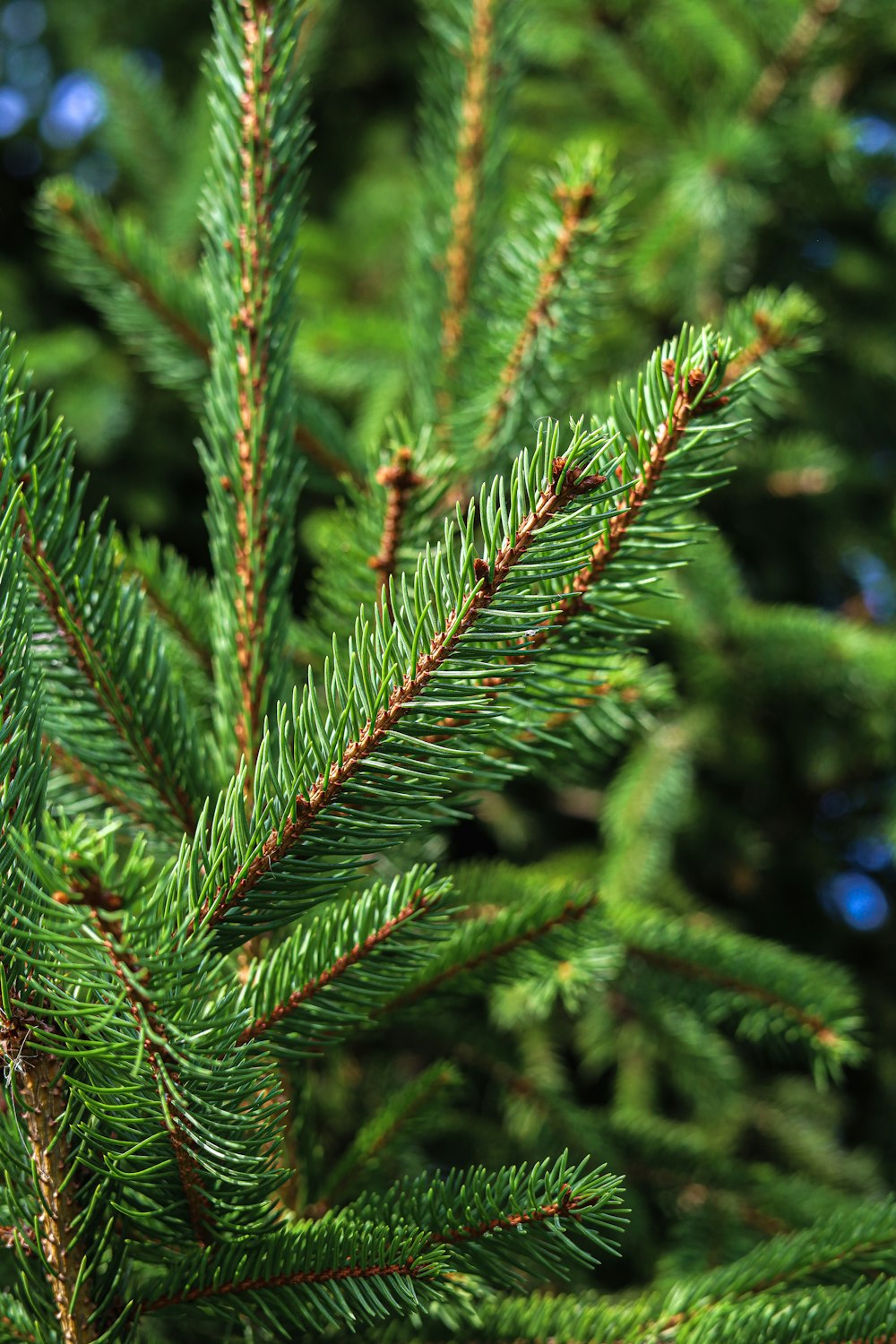 close up of a pine tree