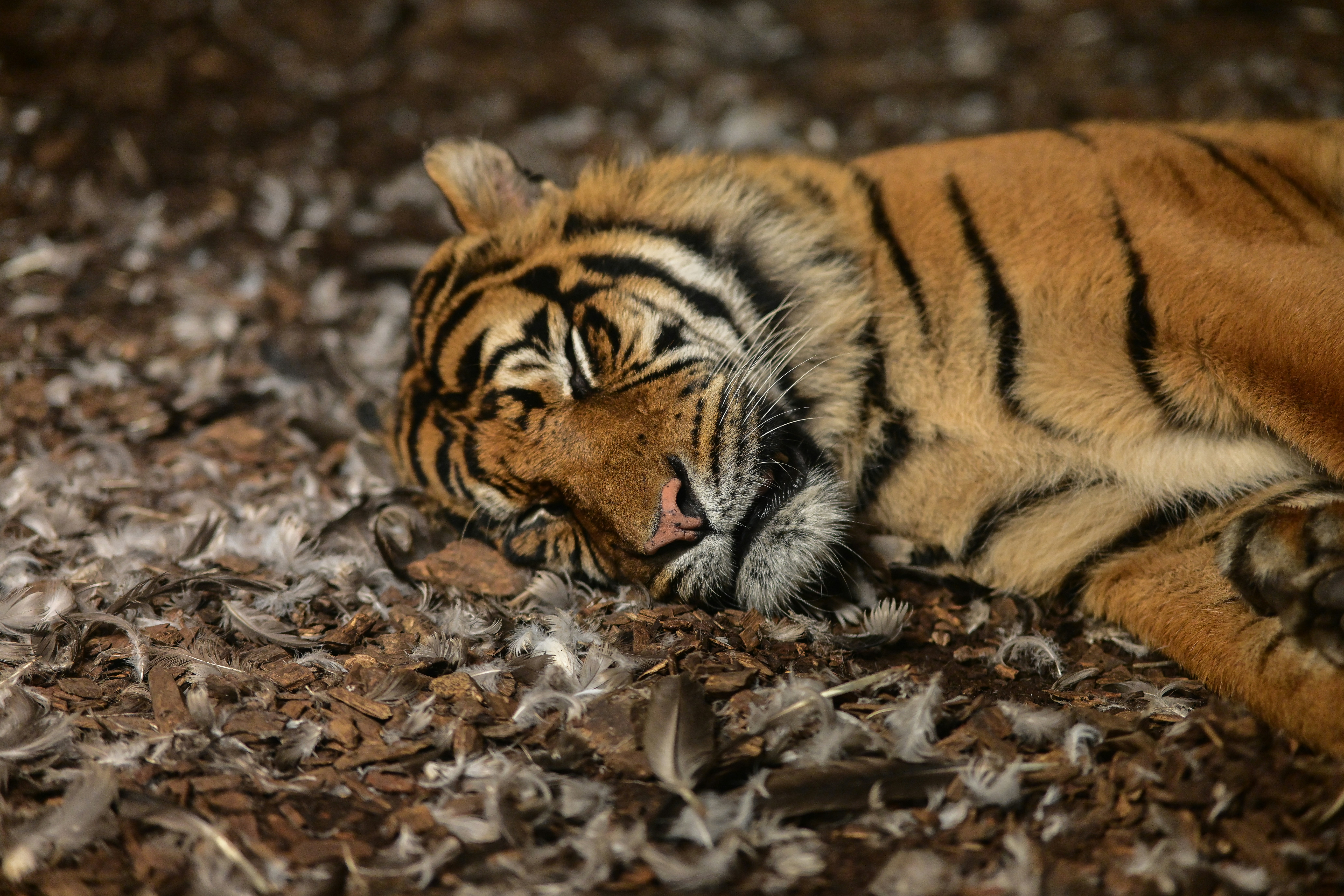 The Solo Curl: Old Tigers at Rest (image credits: unsplash)