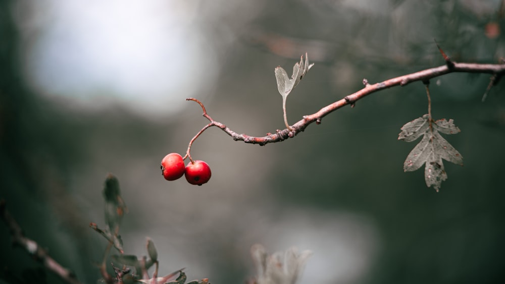 a branch with berries on it