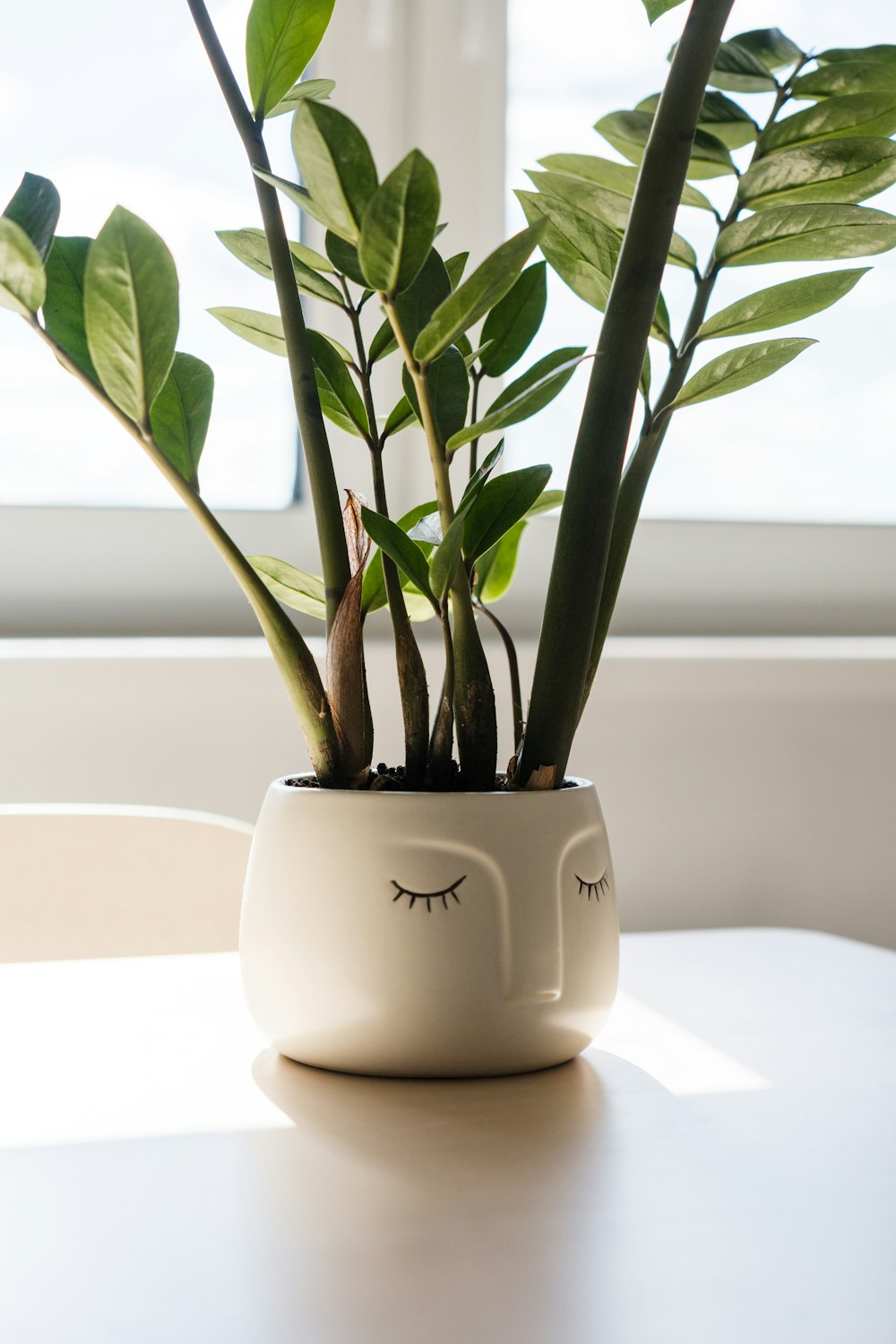 a plant in a pot