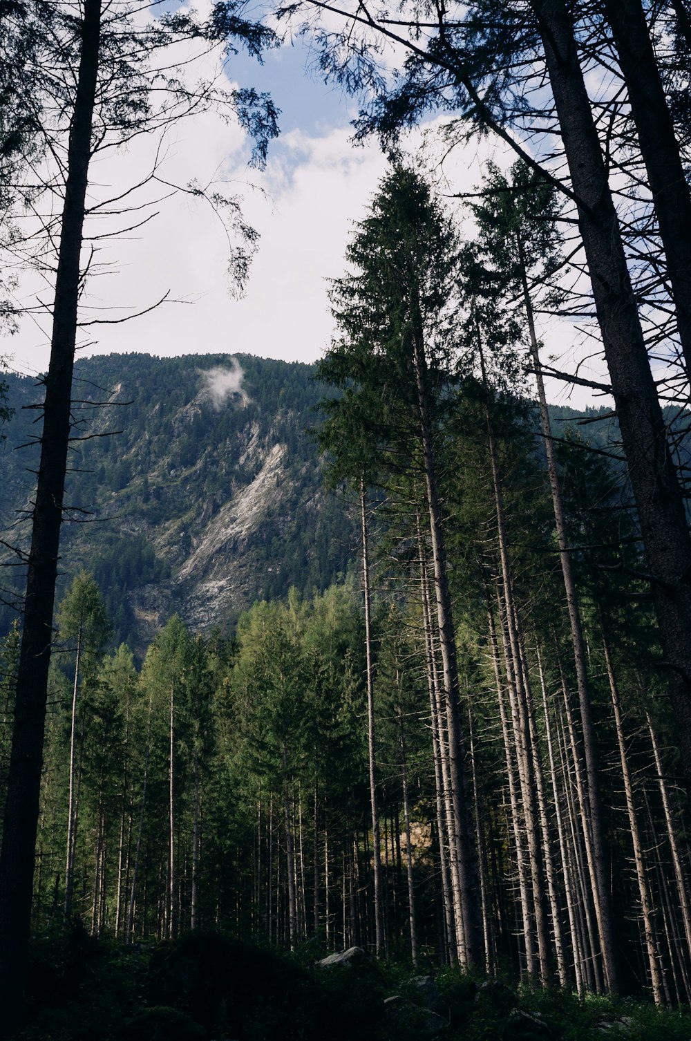 a forest of trees