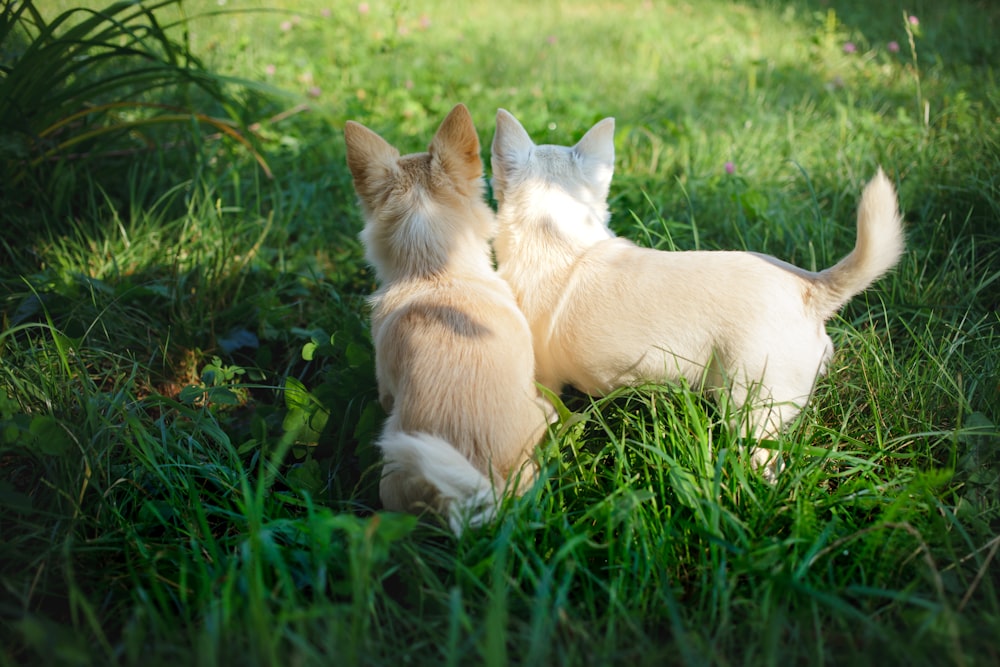 two animals sitting in grass
