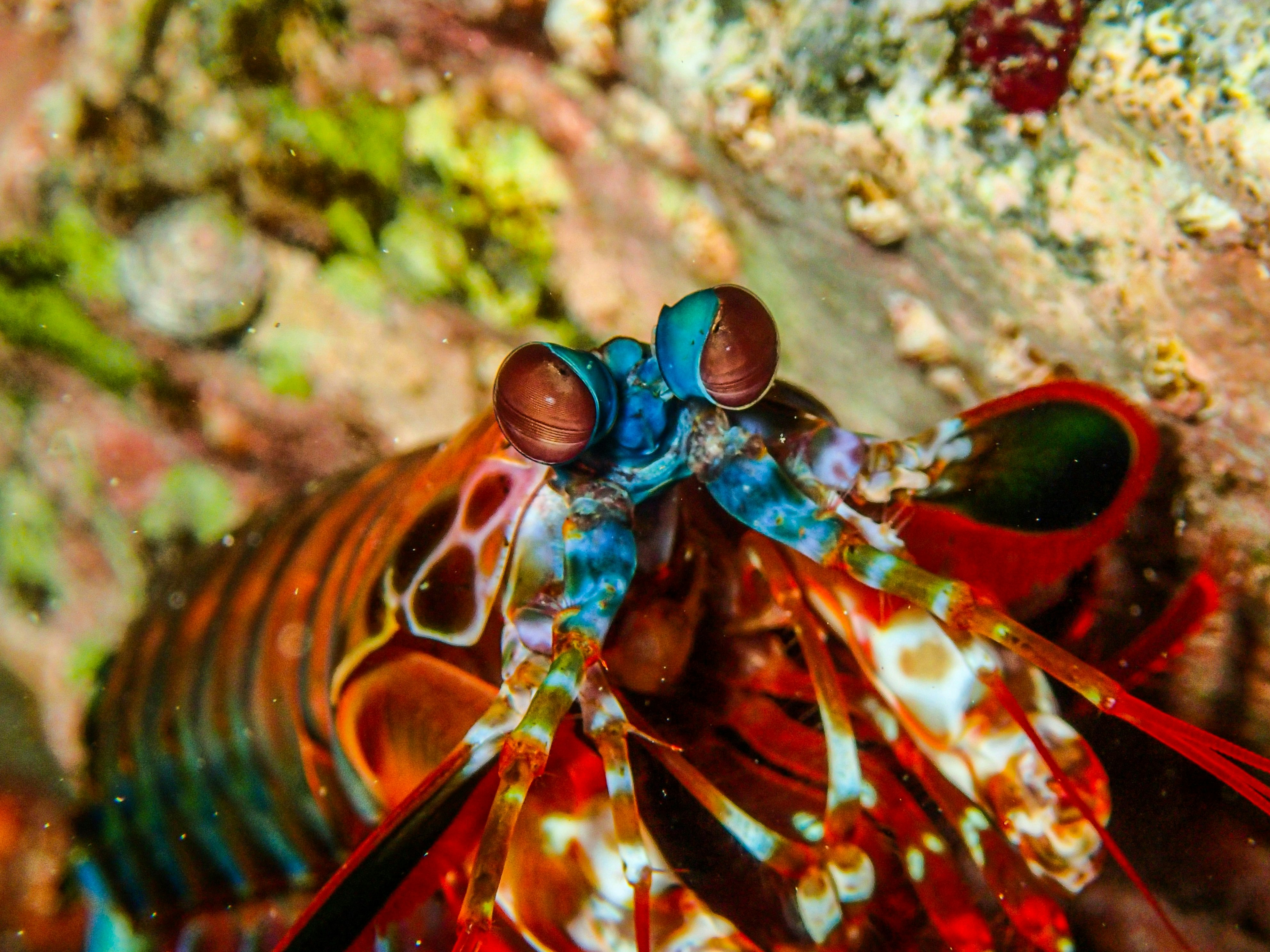 Peacock Mantis Shrimp: The Technicolor Boxer (image credits: unsplash)