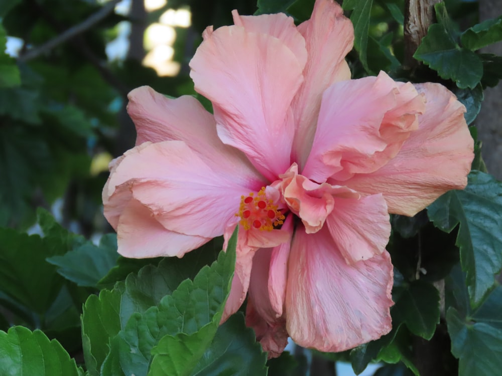 a pink flower with green leaves