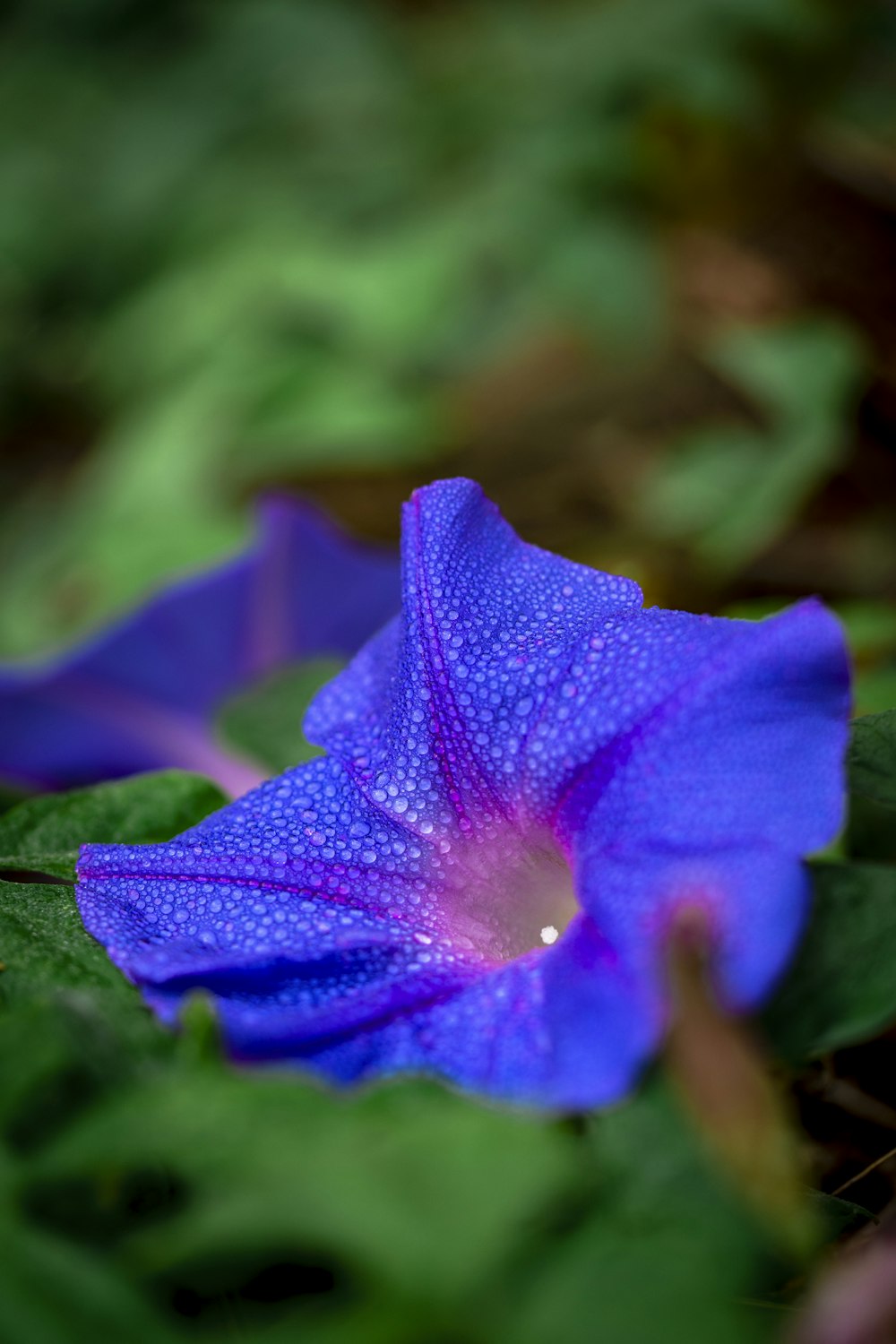 a purple flower with green leaves