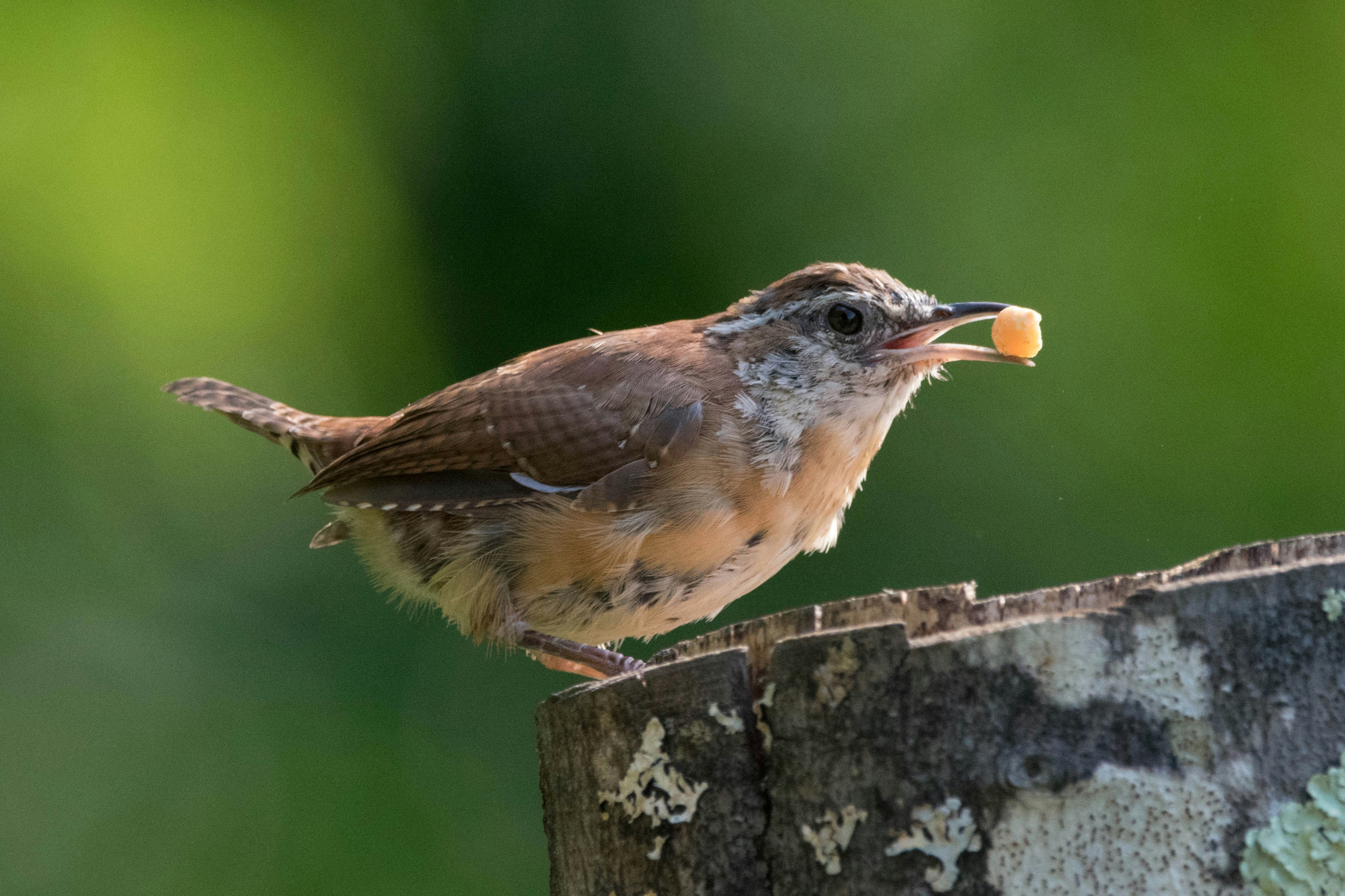 Why Carolina Wrens Sleep in Corners