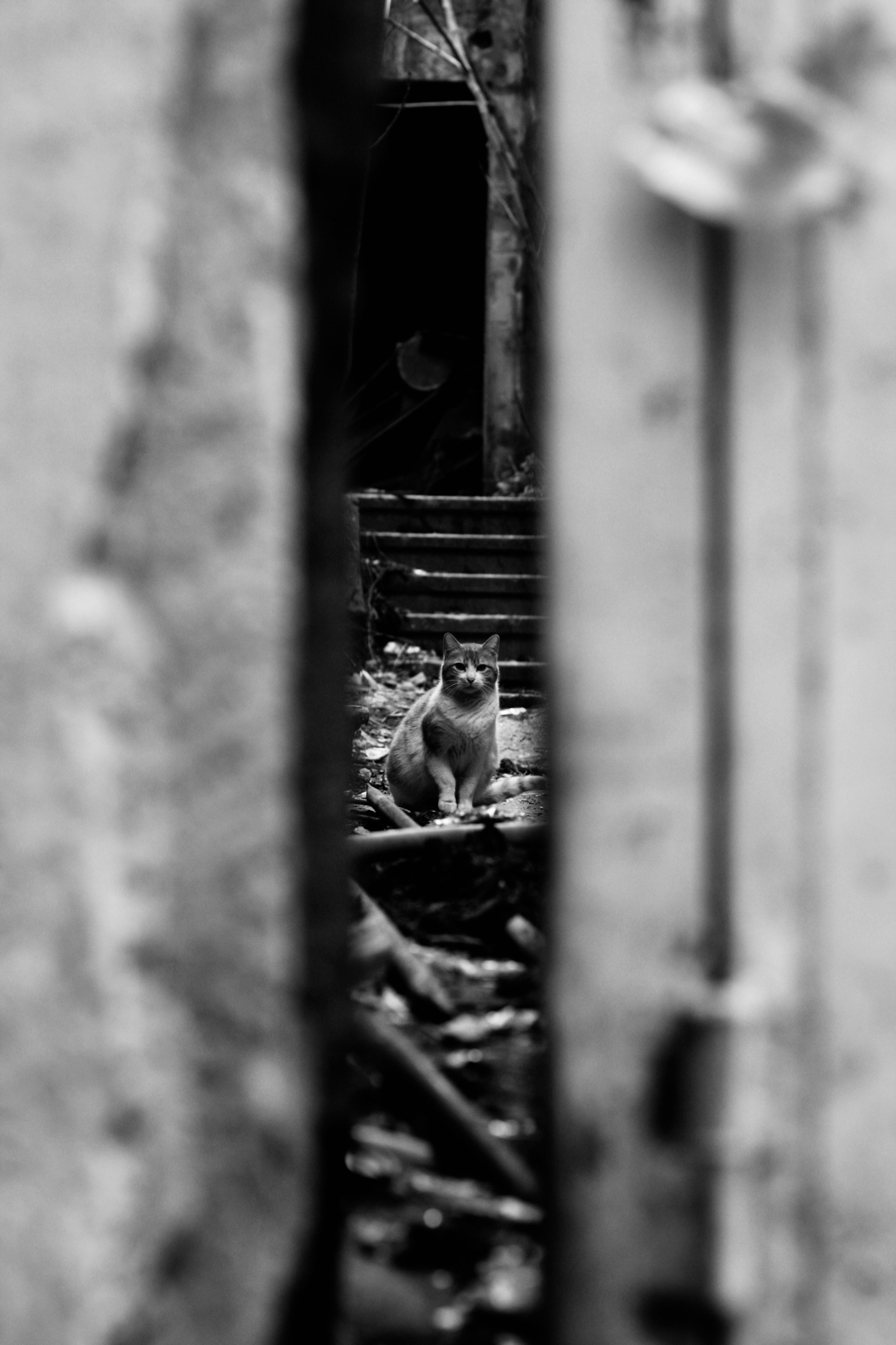 Maine Coon kitten looking curious