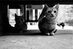 a couple of cats sitting on the ground