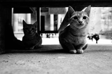 a couple of cats sitting on the ground