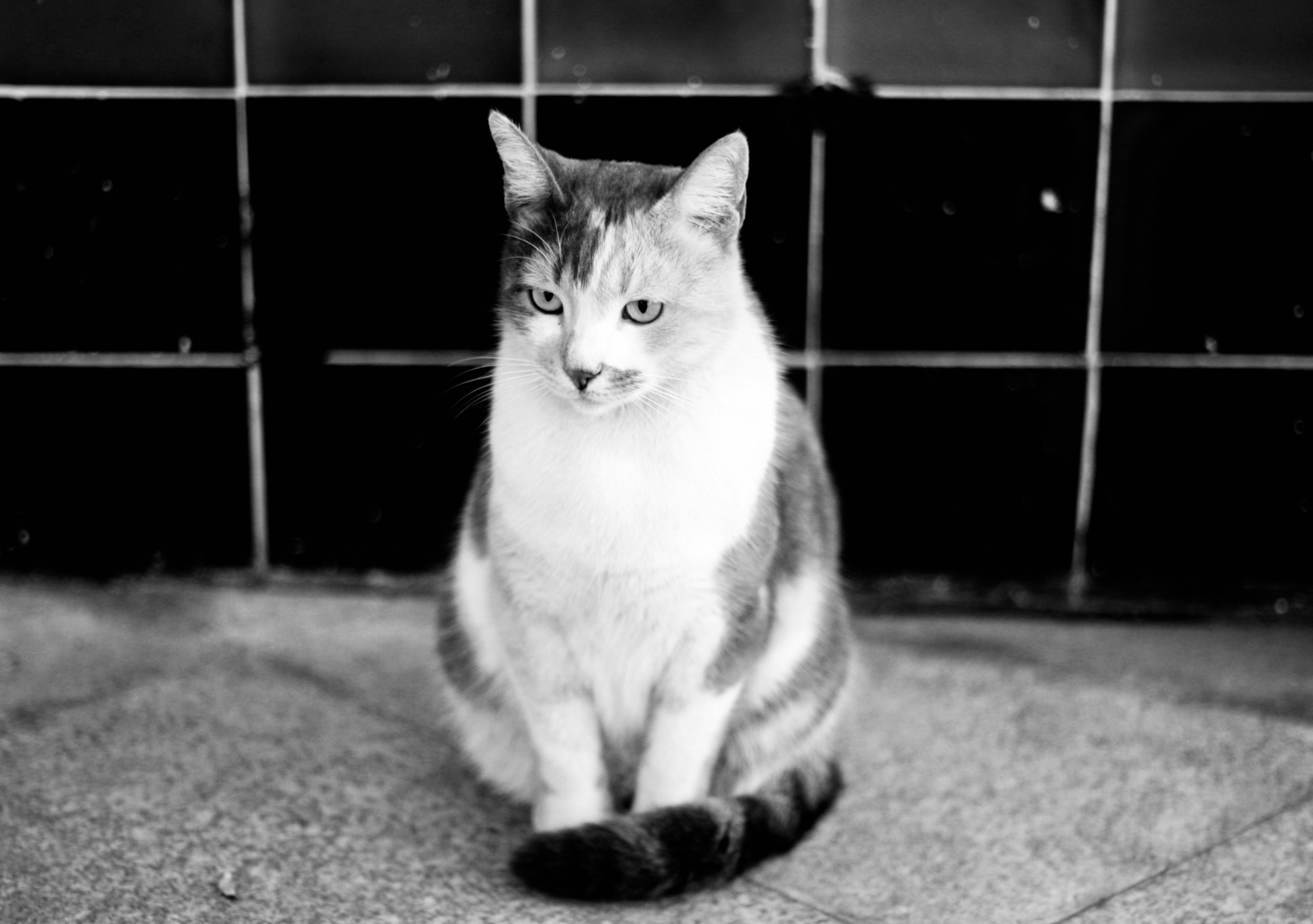 Photo by lifelivedinmono