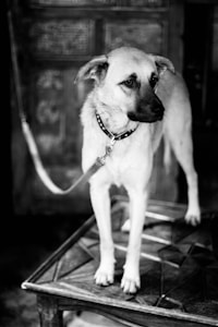 Collar de cuero