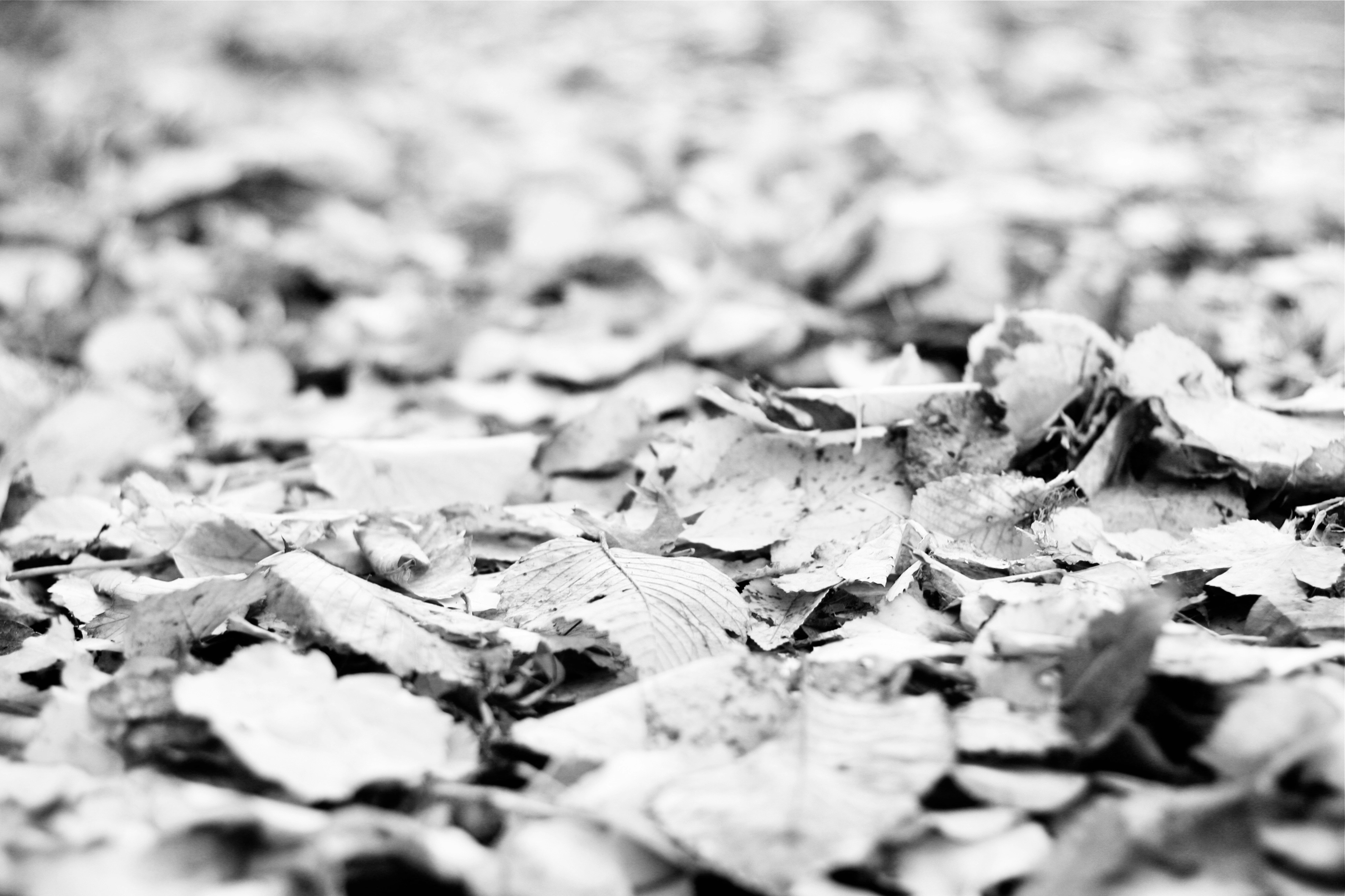 Photo by lifelivedinmono