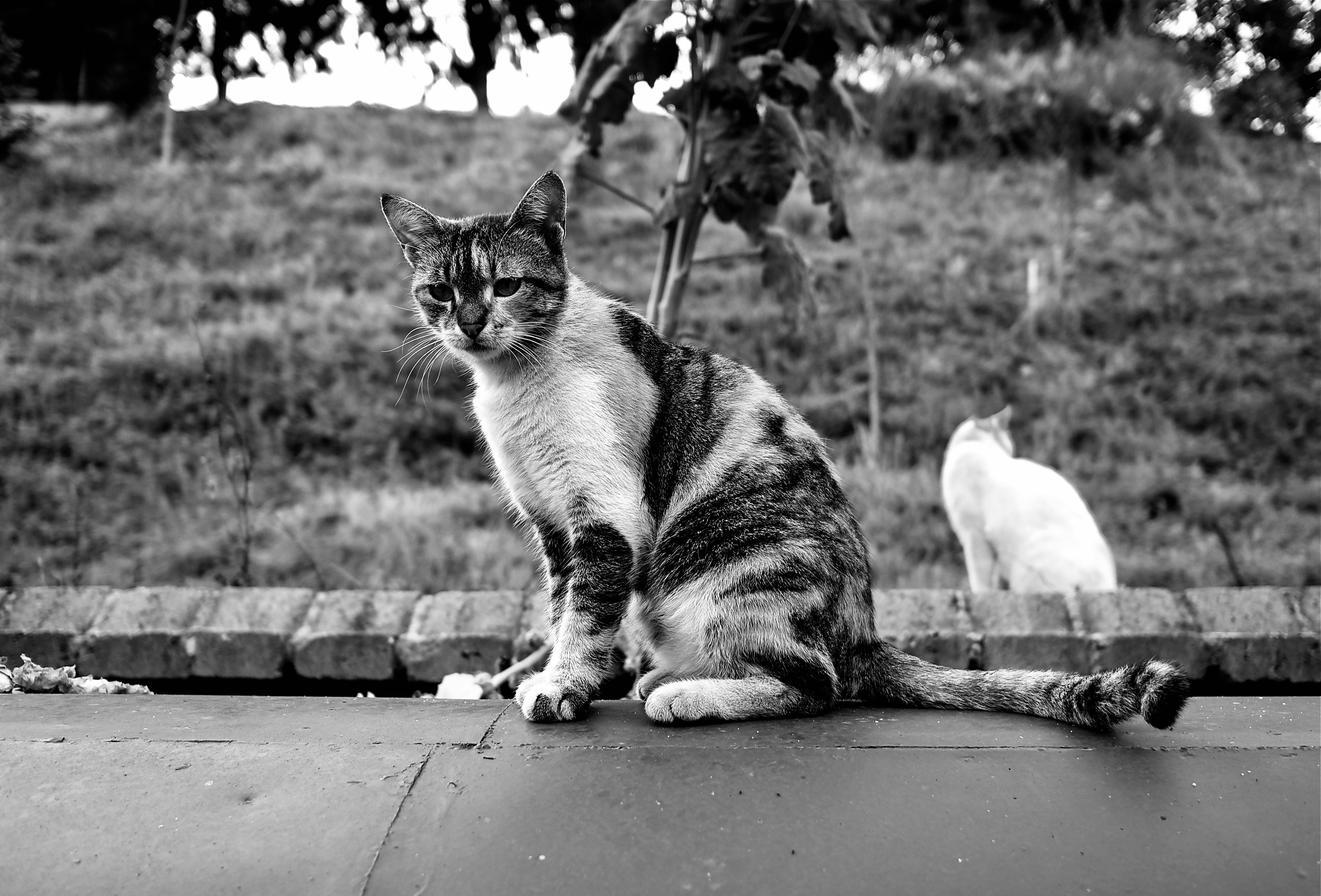 Photo by lifelivedinmono