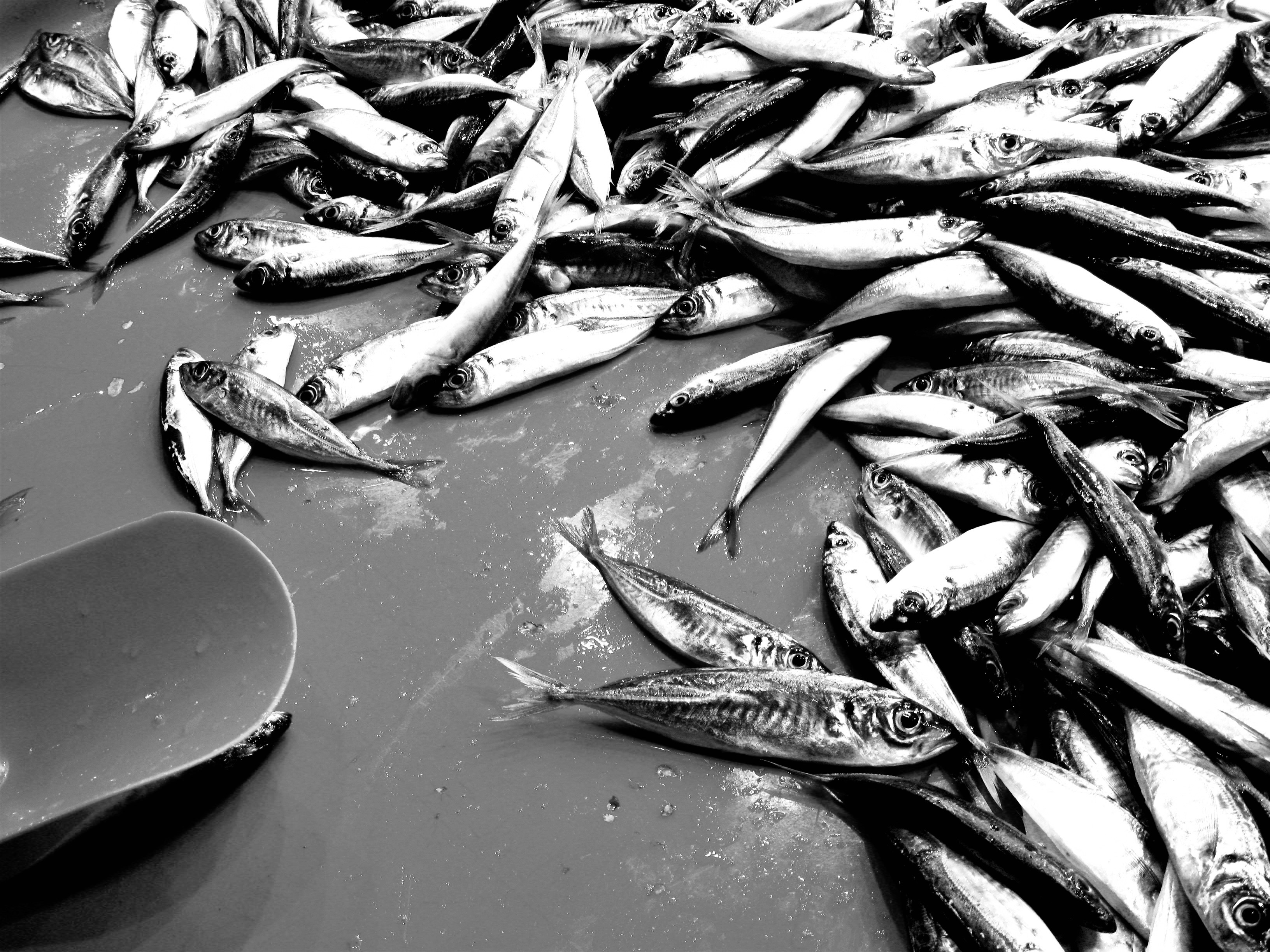 추석 식중독 살모넬라균 조심 관련 이미지 7