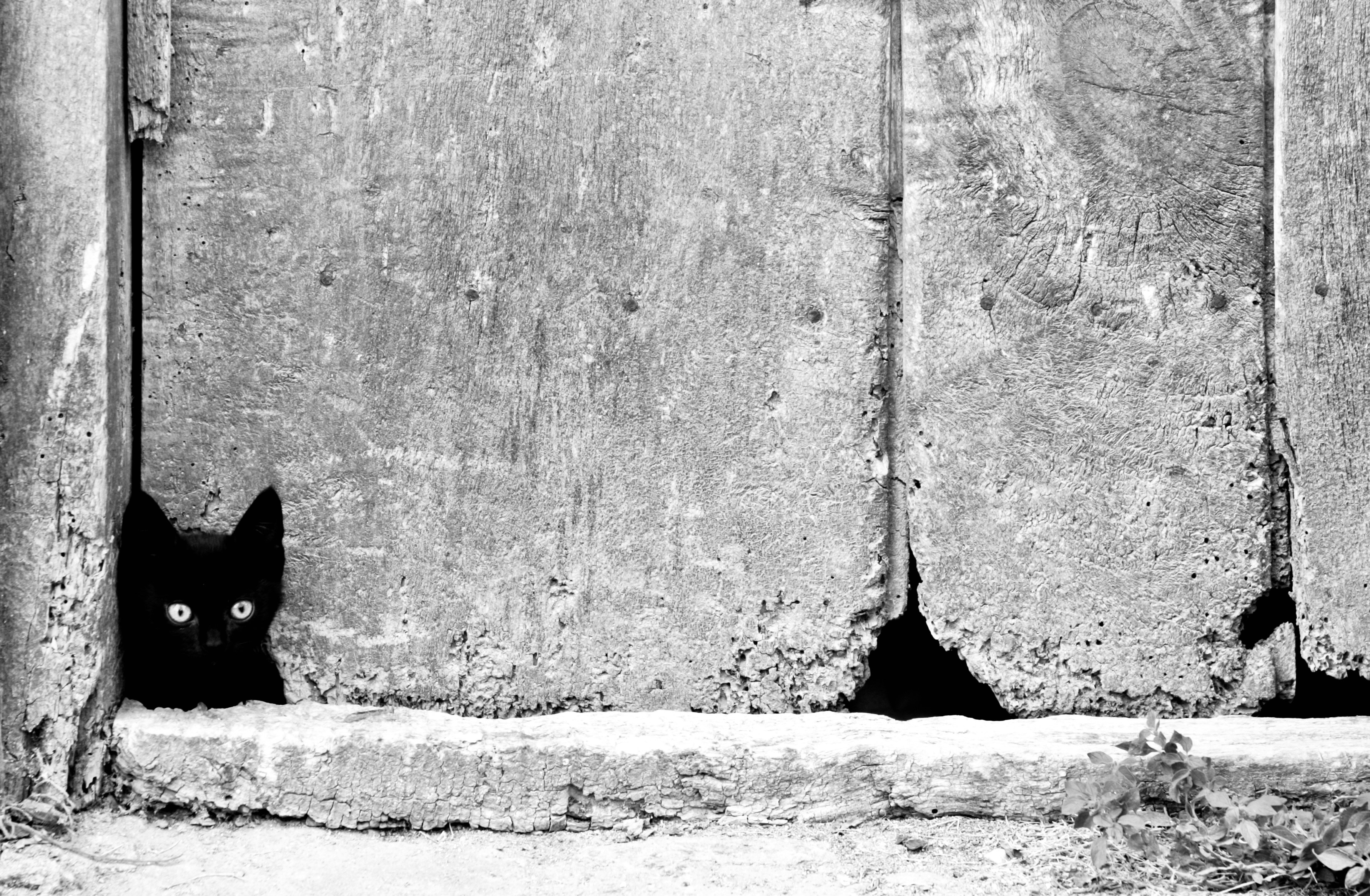 Photo by lifelivedinmono