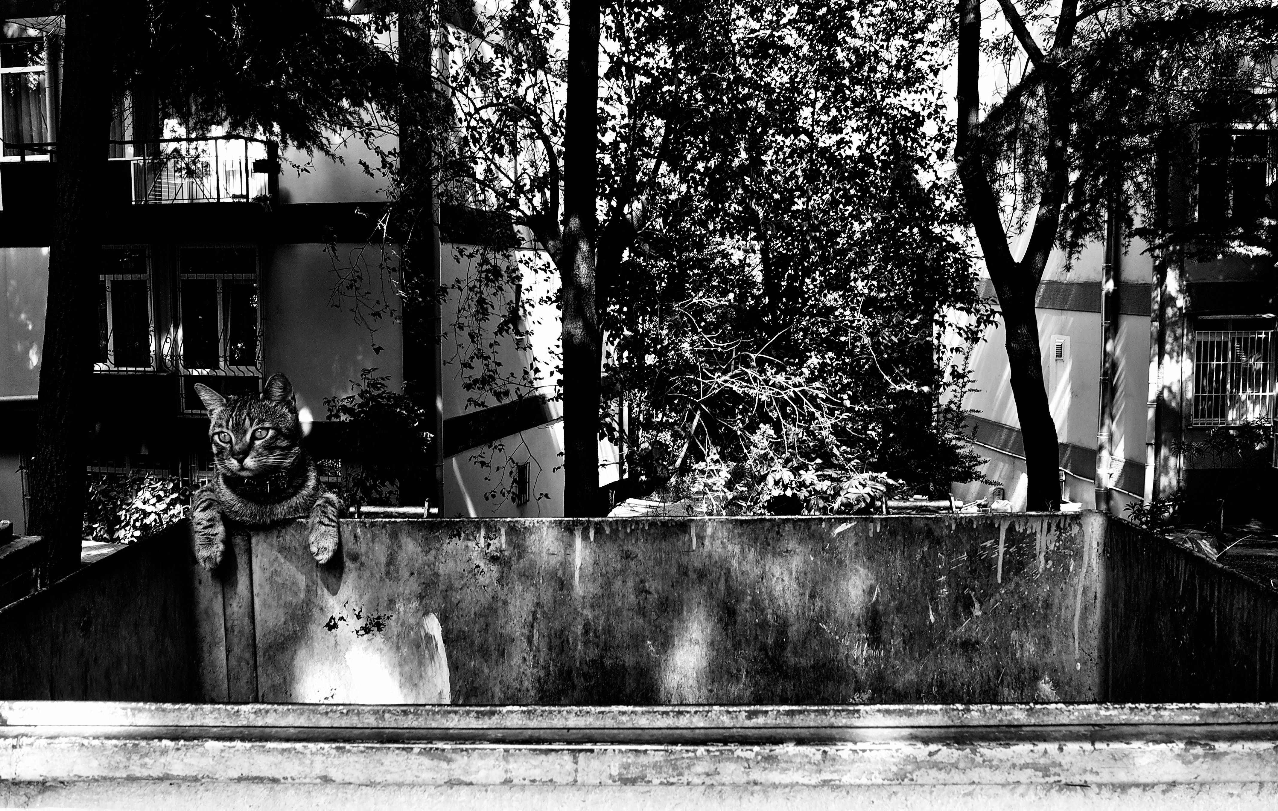 Photo by lifelivedinmono