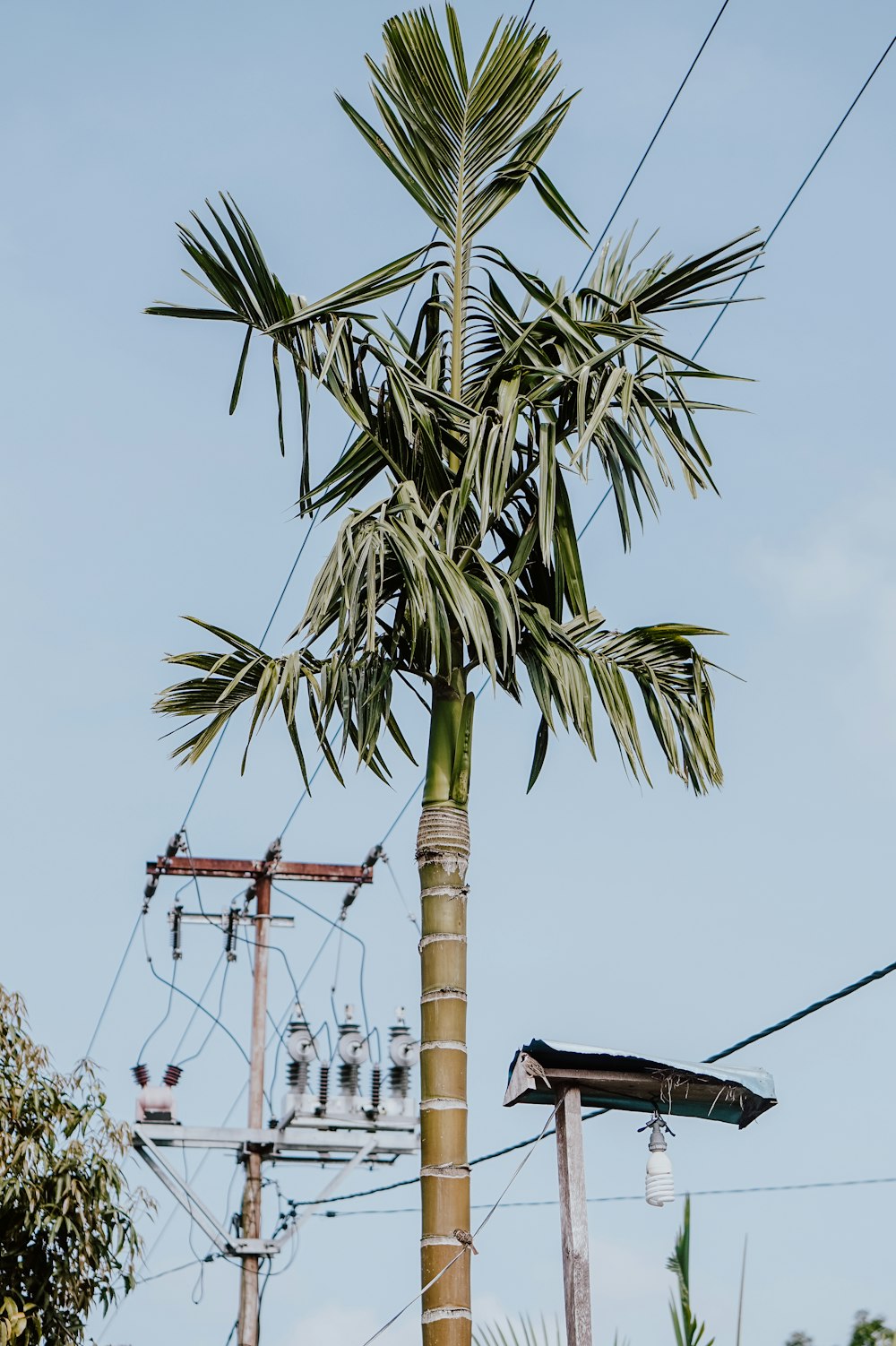 a tall palm tree