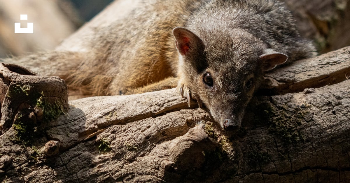 A couple of rodents on a log photo – Free Germany Image on Unsplash