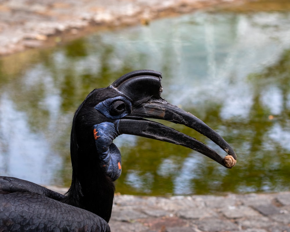 a black bird with a long beak