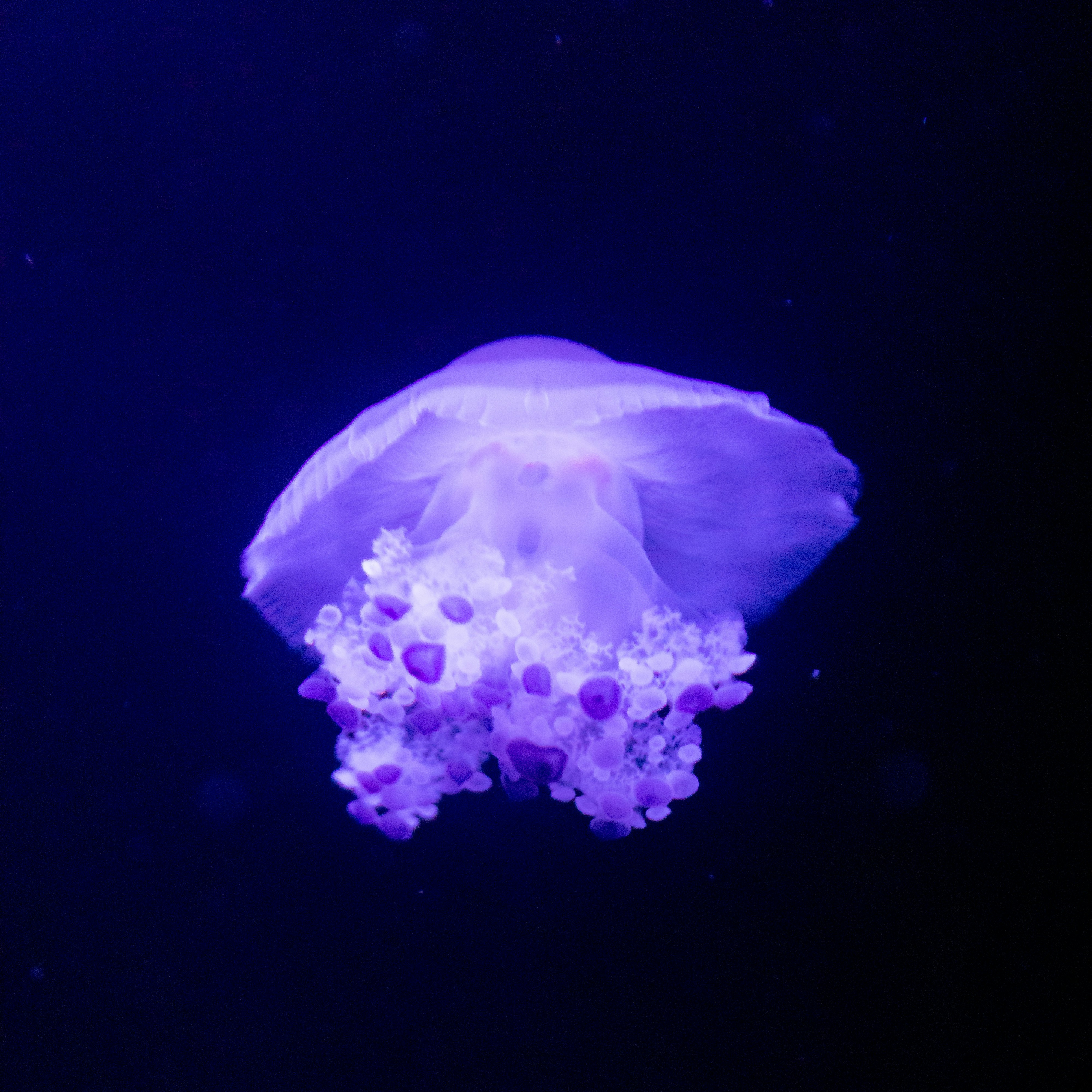 Photo by matthieur68