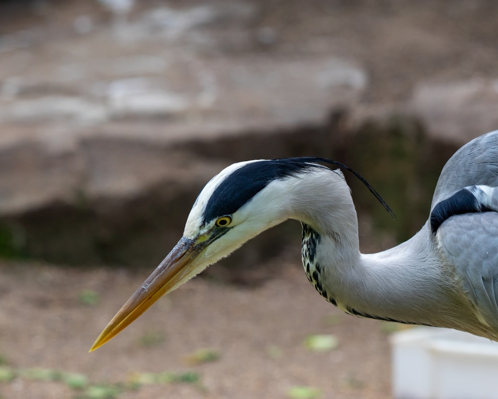 a couple of birds