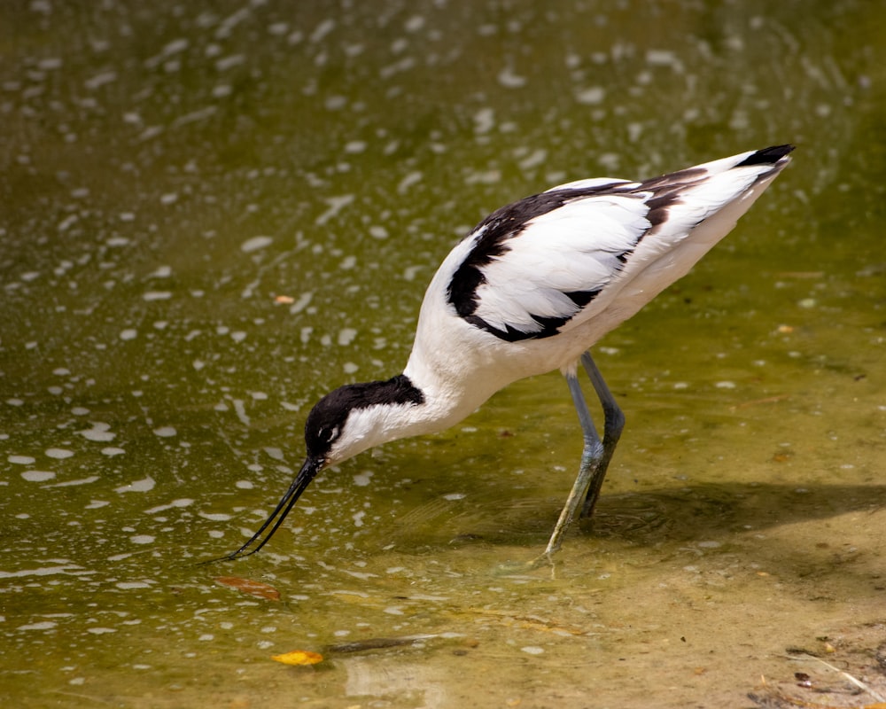 un uccello in piedi nell'acqua