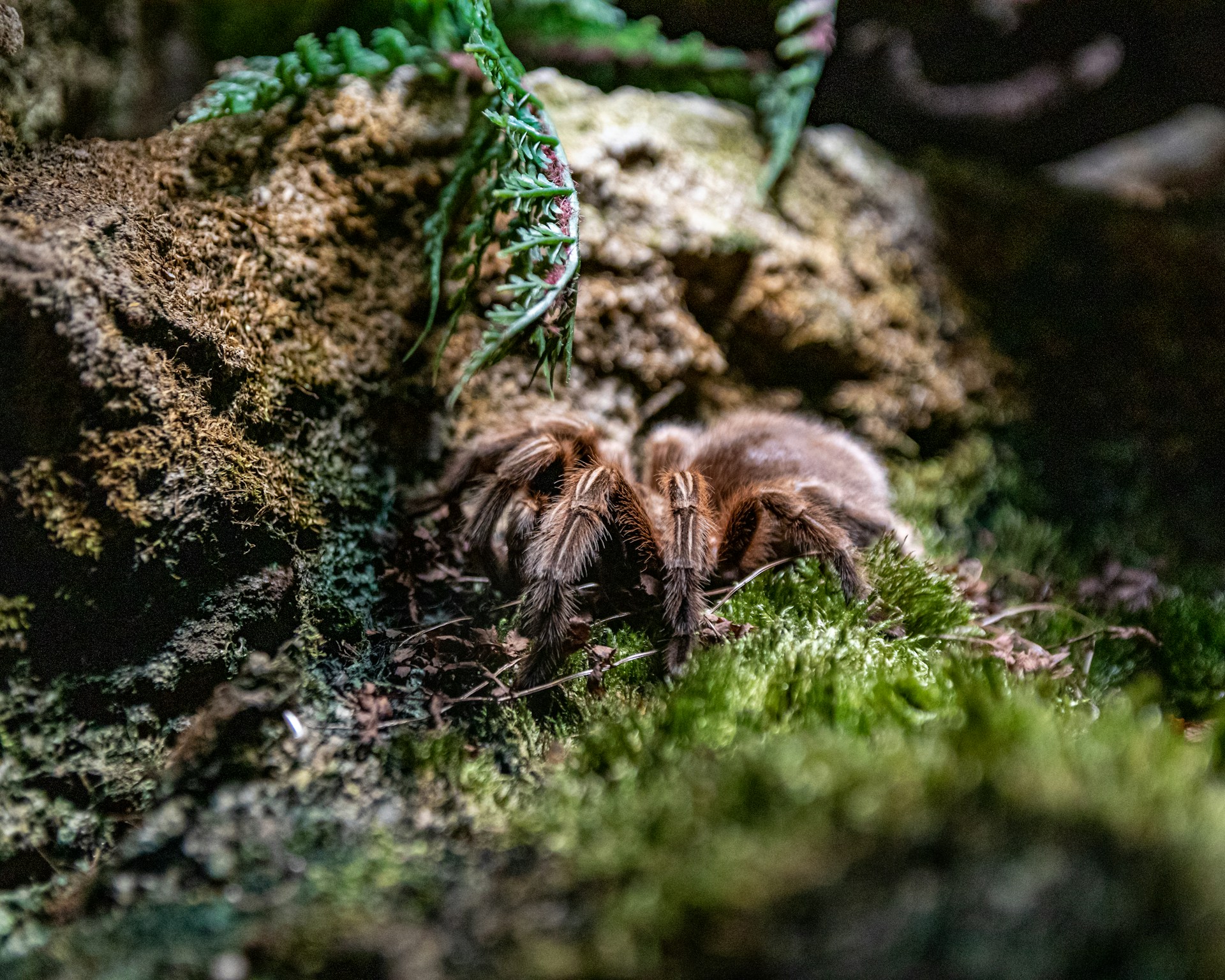 a pine cone on a rock