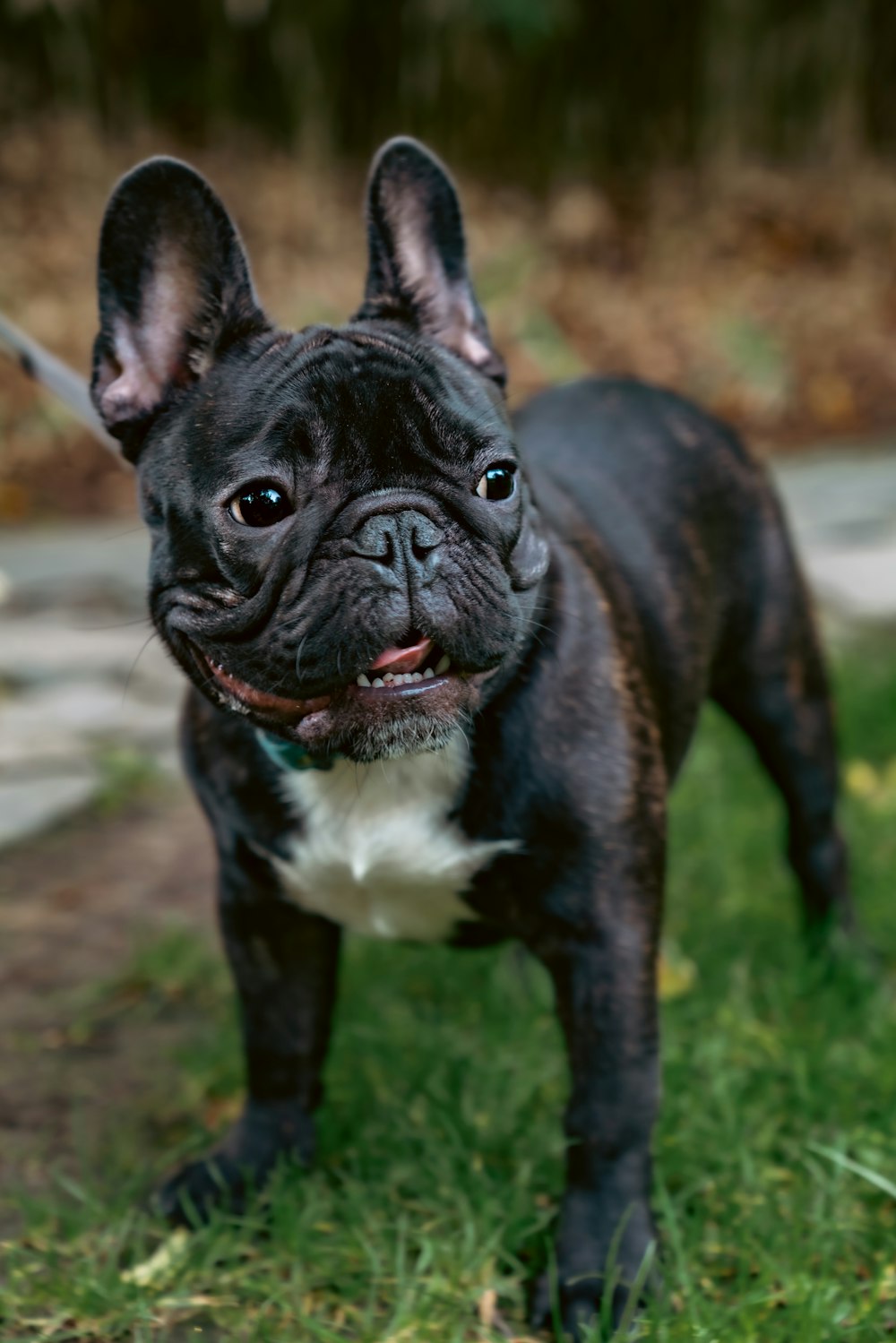 a dog standing in grass