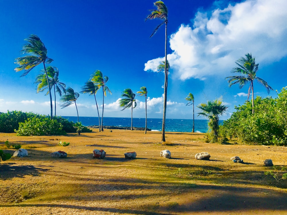 a field with palm trees and a body of water in the background