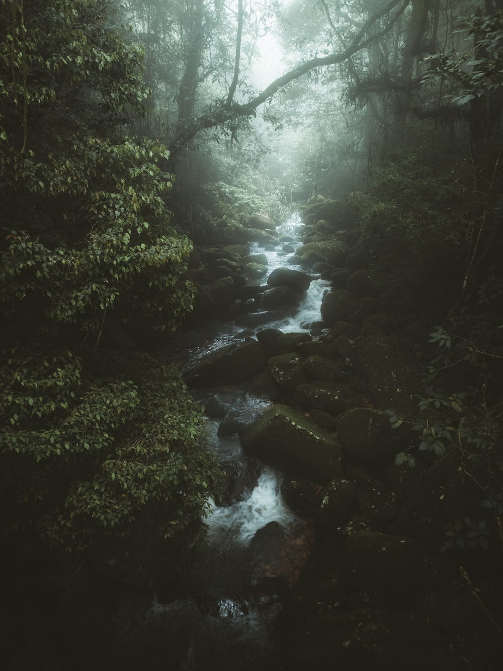 a stream in a forest