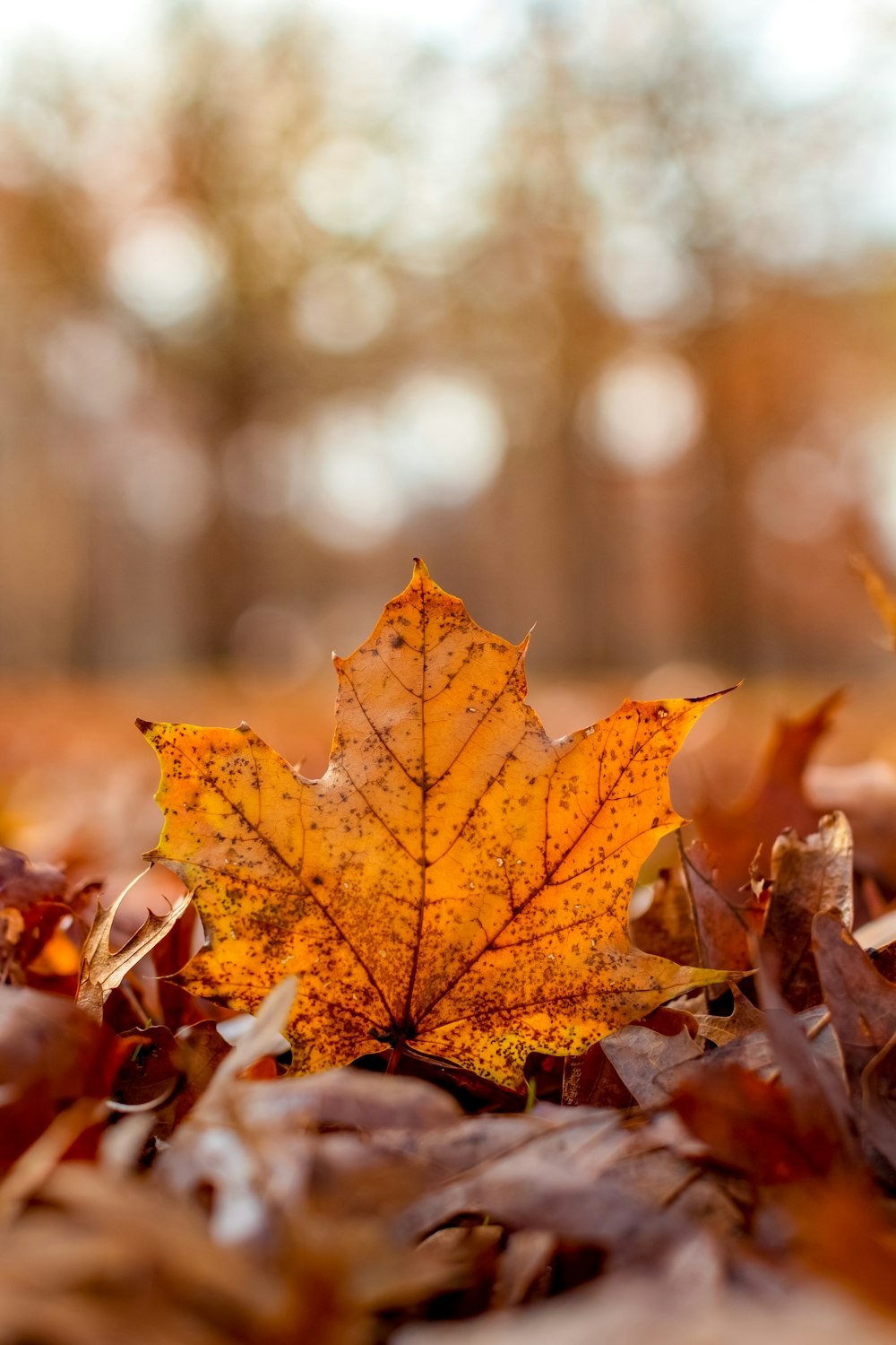 a yellow leaf on a tree