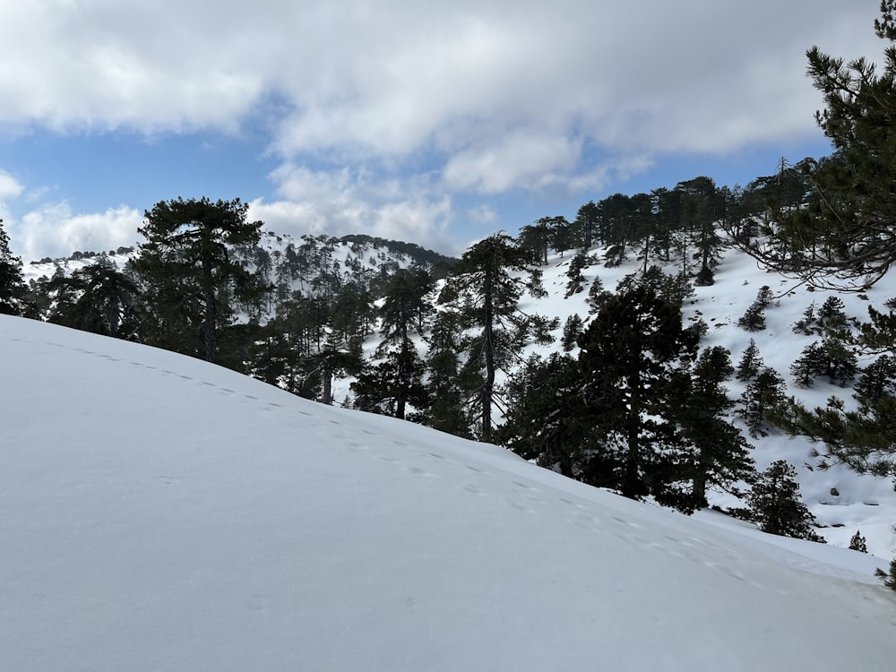 a snowy hill with trees on it