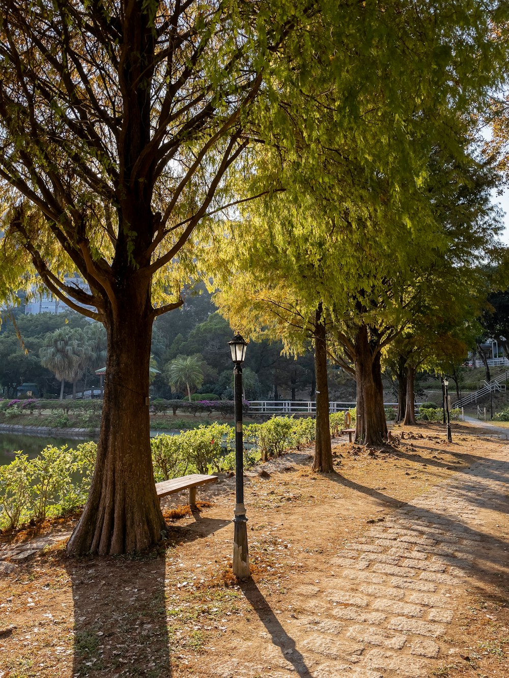 a park with trees