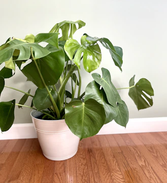 A sleek black planter with a lush green monstera plant in a modern living room.