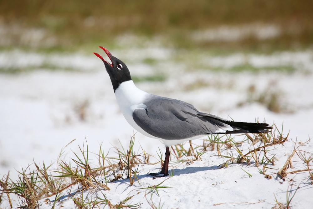 a bird standing in the snow