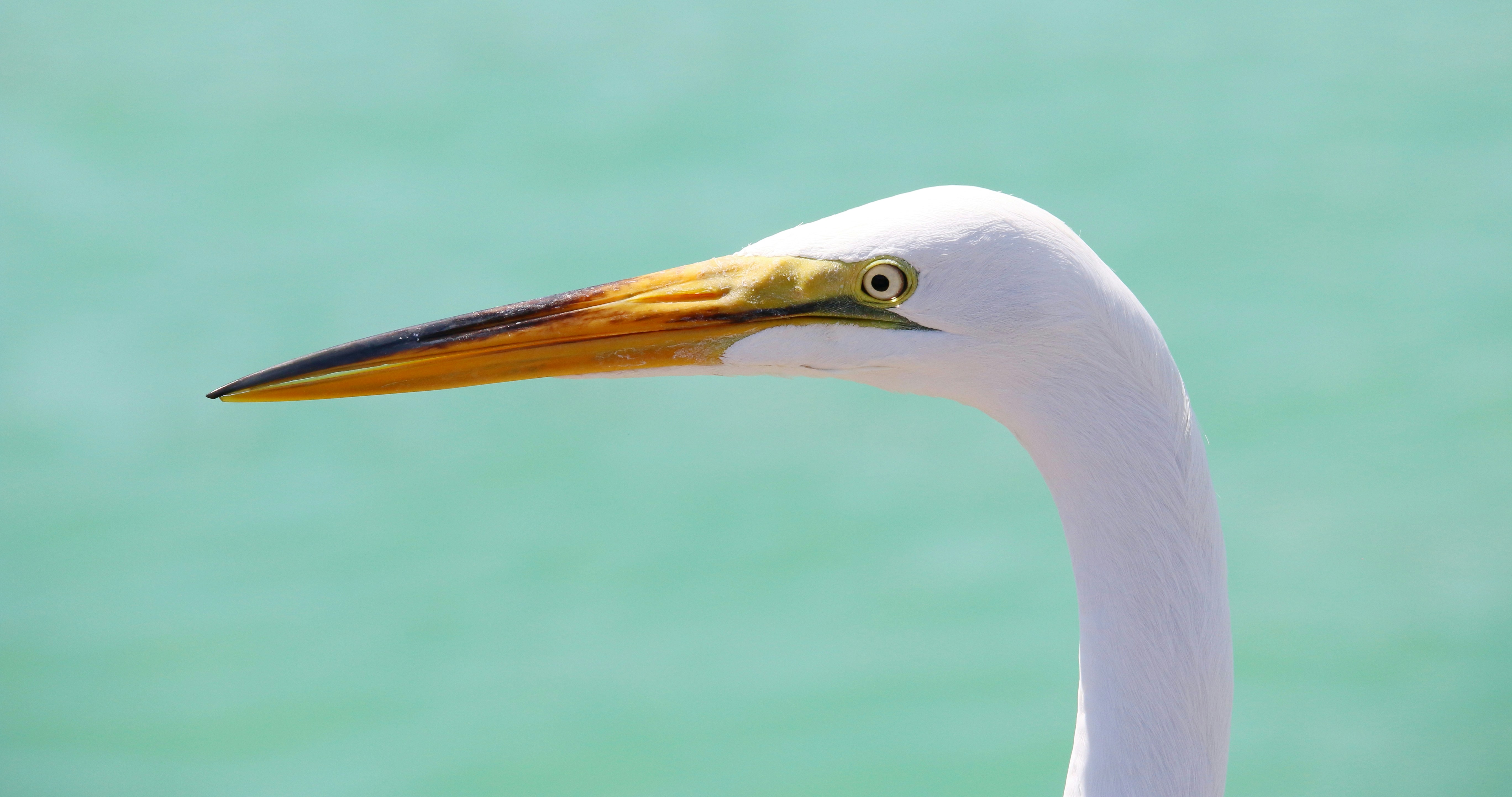 a white bird with a long beak