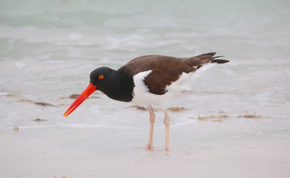 a bird walking on the beach