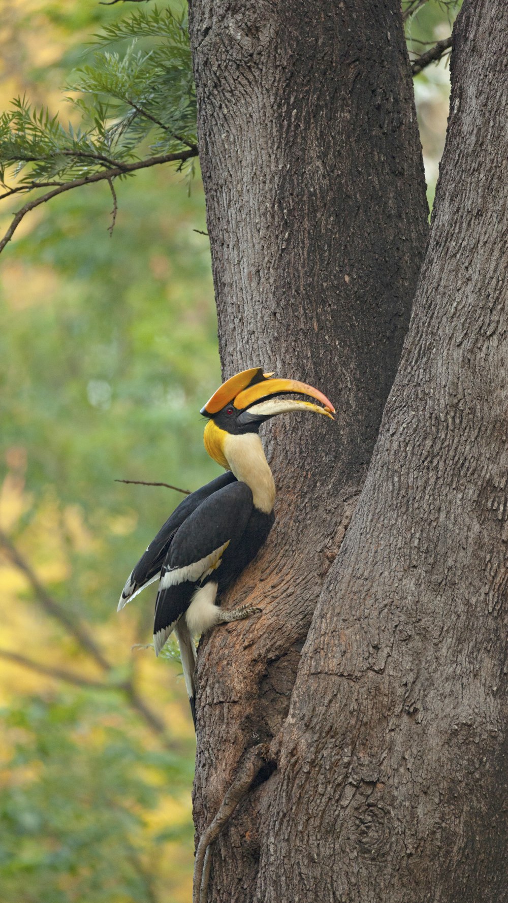 a bird on a tree