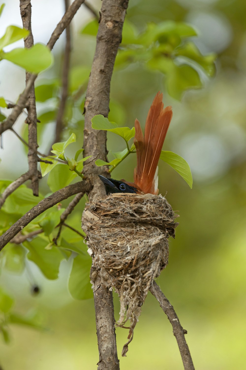 a bird on a nest