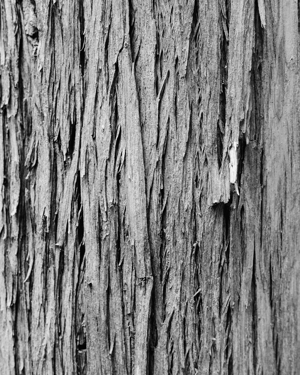 a close up of a tree trunk